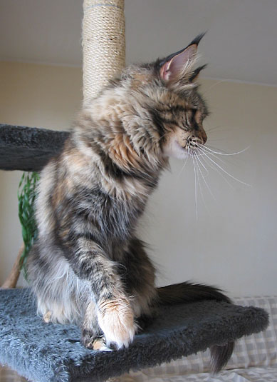 hodowla kotw maine coon Villa Park*PL