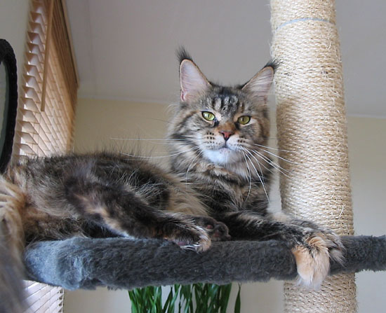 Maine Coon cattery Villa Park*PL