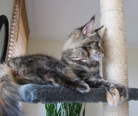 maine coon cattery Villa Park*PL