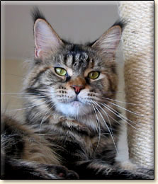 Villa Park*PL maine coon cattery