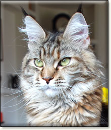 Villa Park*PL maine coon cattery