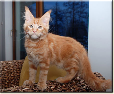 hodowla kotw rasy Maine Coon Villa Park*PL