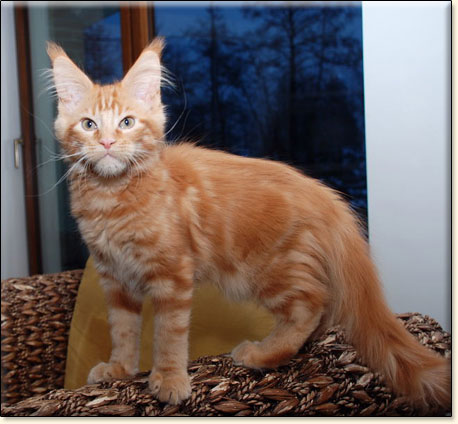 hodowla kotw maine coon Villa Park*PL