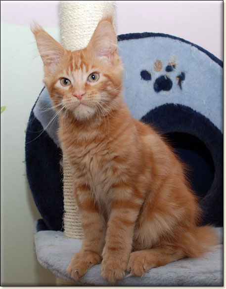 Maine Coon cattery Villa Park*PL