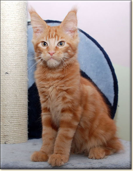 maine coon cattery Villa Park*PL