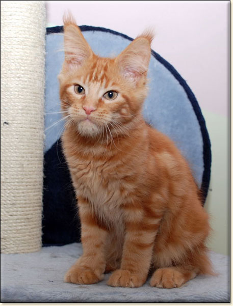 hodowla kotw rasy Maine Coon Villa Park*PL