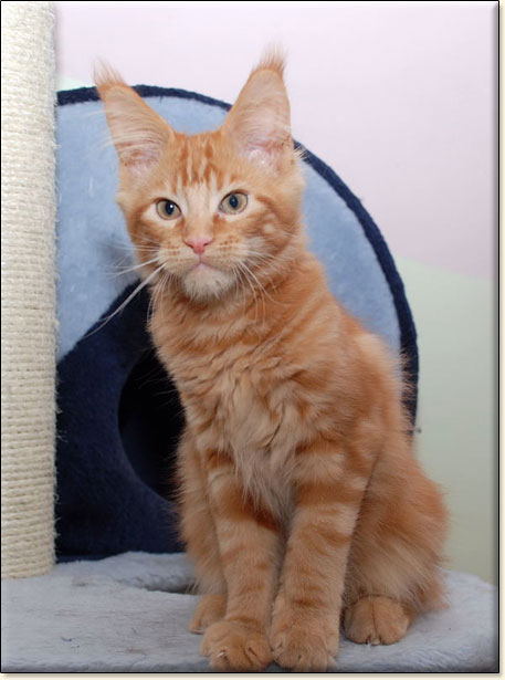 hodowla kotw maine coon Villa Park*PL