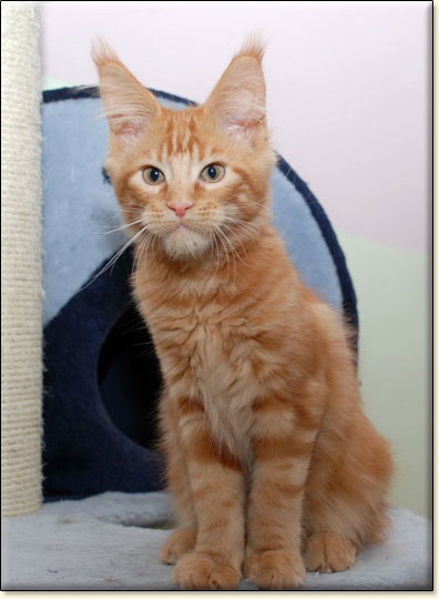 hodowla kotw maine coon Villa Park*PL