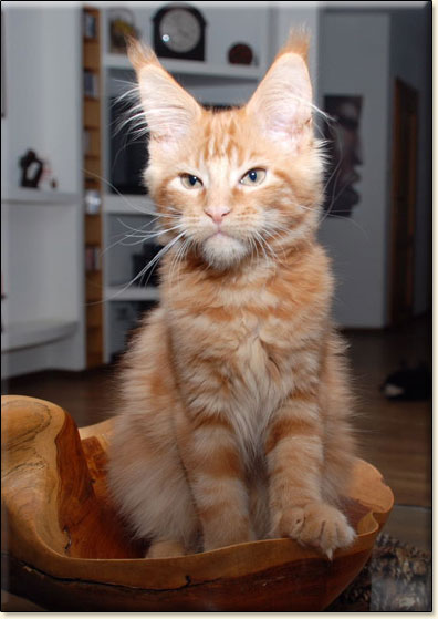 hodowla kotw rasy Maine Coon Villa Park*PL