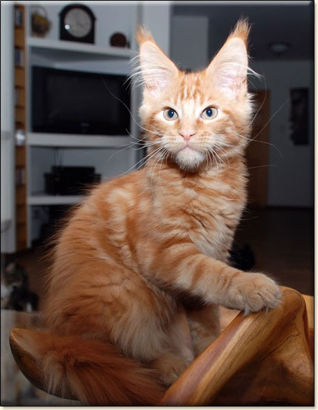 hodowla kotw maine coon Villa Park*PL