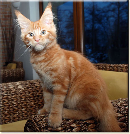 Maine Coon cattery Villa Park*PL