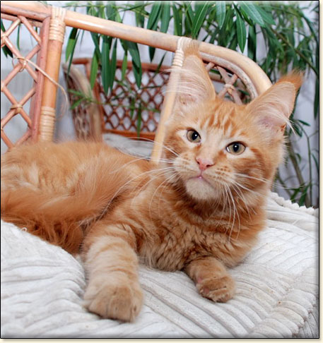 Maine Coon cattery Villa Park*PL