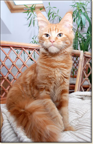 maine coon cattery Villa Park*PL