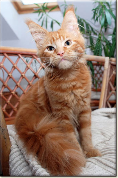 hodowla kotów rasy Maine Coon Villa Park*PL