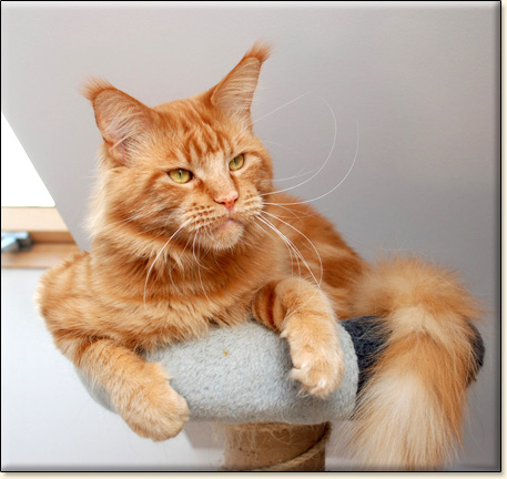 Maine Coon cattery Villa Park*PL