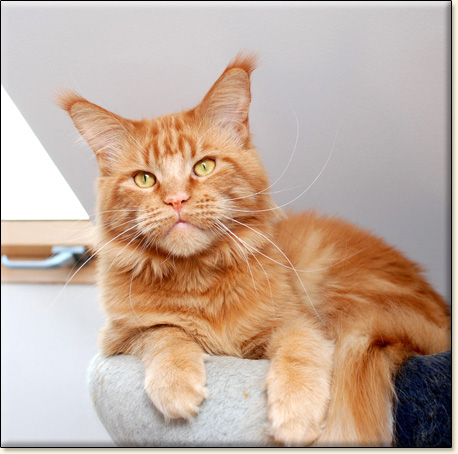 hodowla kotw rasy Maine Coon Villa Park*PL