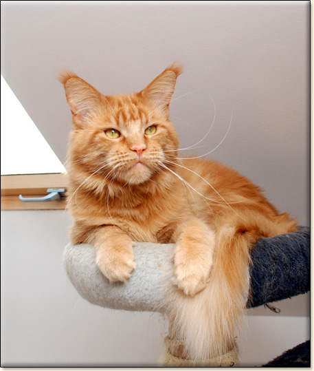 maine coon cattery Villa Park*PL