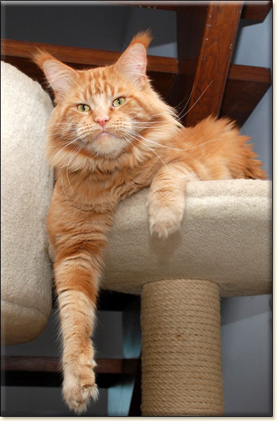 maine coon cattery Villa Park*PL