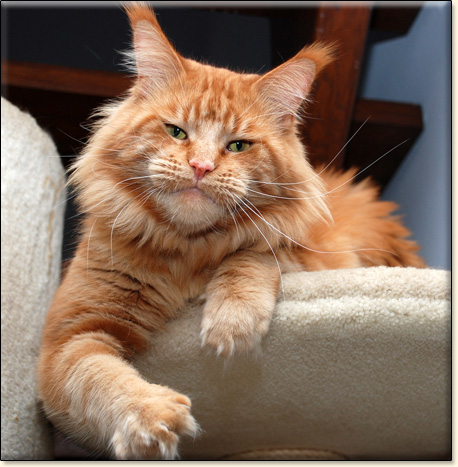 maine coon cattery Villa Park*PL