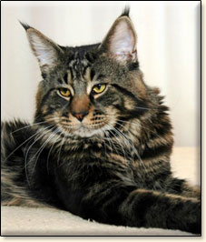 Villa Park*PL maine coon cattery