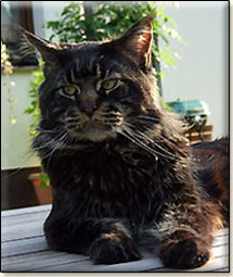 Villa Park*PL maine coon cattery