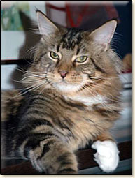 Villa Park*PL maine coon cattery