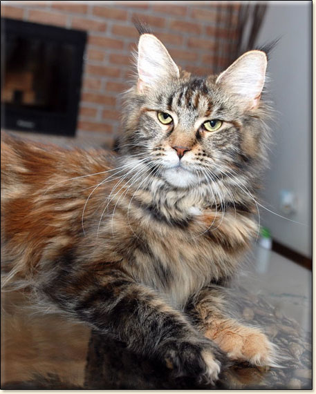 Prada Villa Park*PL - Maine Coon cat picture