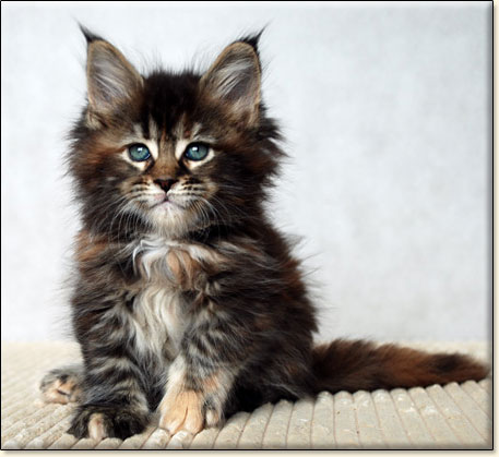 hodowla kotw maine coon Villa Park*PL