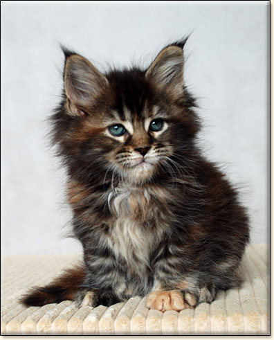 Maine Coon cattery Villa Park*PL