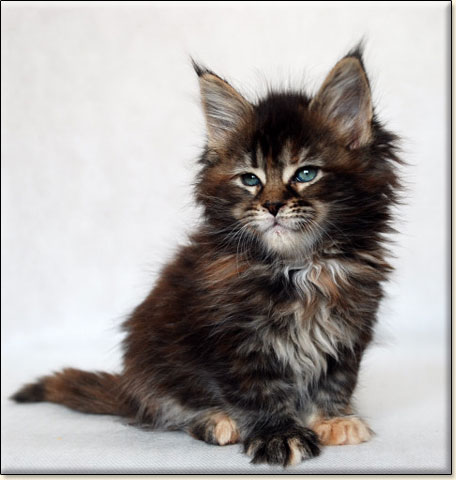 maine coon cattery Villa Park*PL