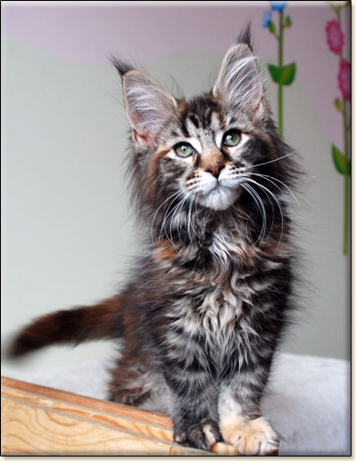 hodowla kotw rasy Maine Coon Villa Park*PL