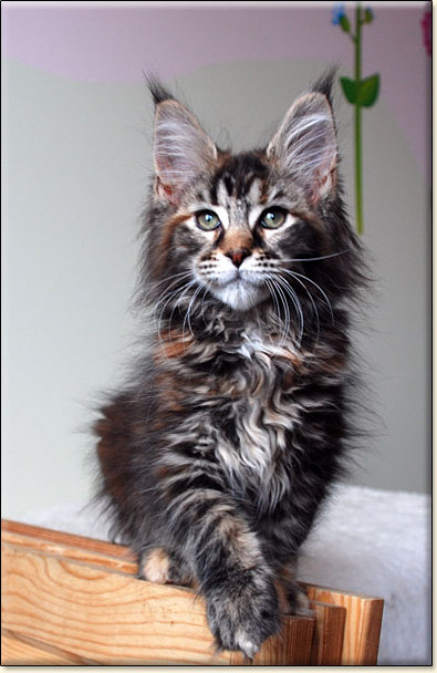 hodowla kotw maine coon Villa Park*PL