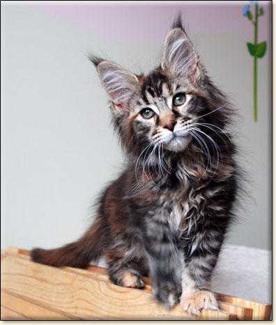 Maine Coon cattery Villa Park*PL