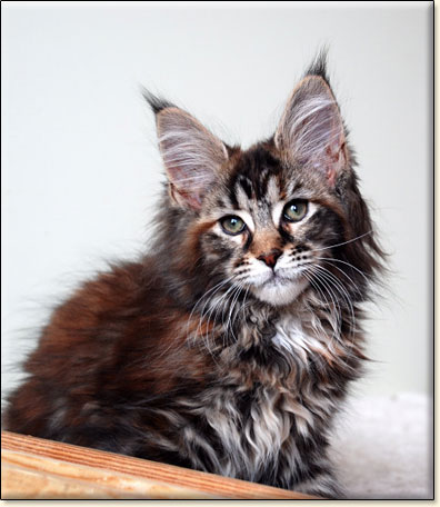 maine coon cattery Villa Park*PL