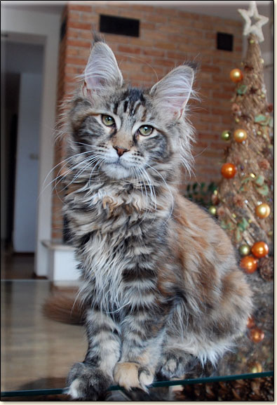 hodowla kotw rasy Maine Coon Villa Park*PL