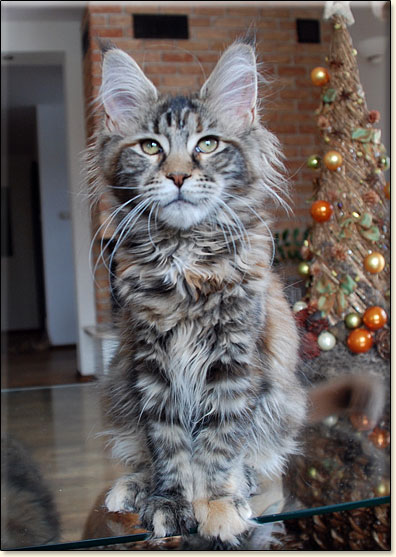 hodowla kotw maine coon Villa Park*PL