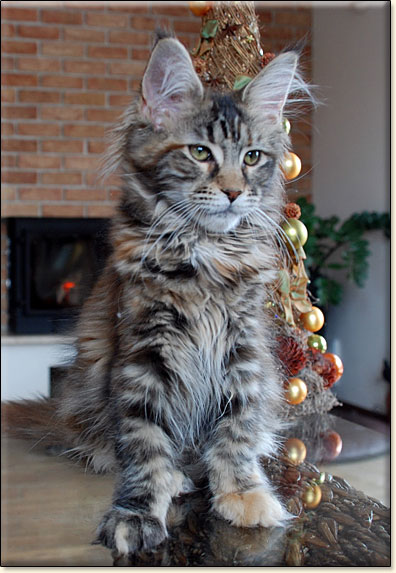 Maine Coon cattery Villa Park*PL