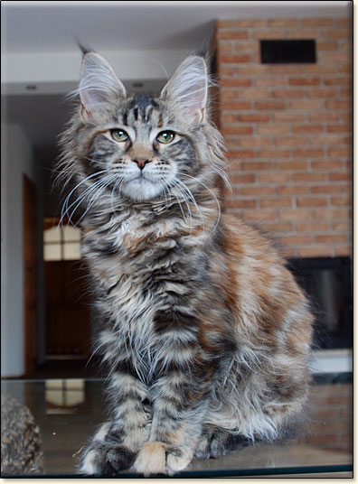 maine coon cattery Villa Park*PL