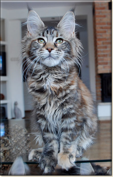 hodowla kotw rasy Maine Coon Villa Park*PL