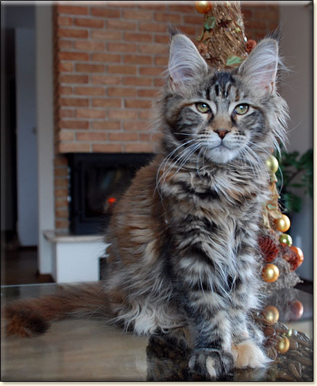 hodowla kotw maine coon Villa Park*PL