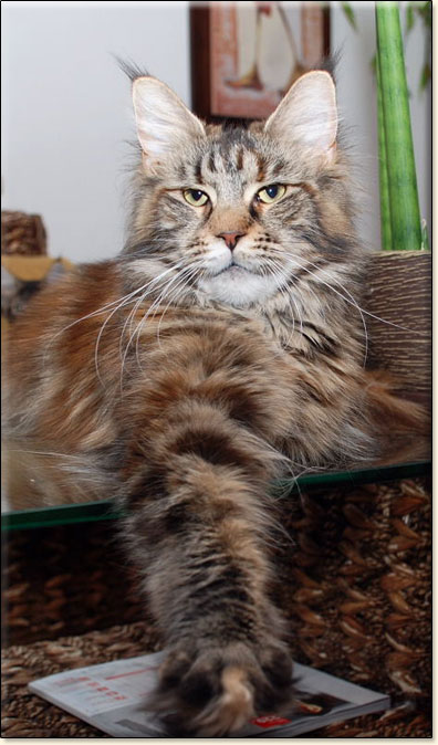 hodowla kotw rasy Maine Coon Villa Park*PL