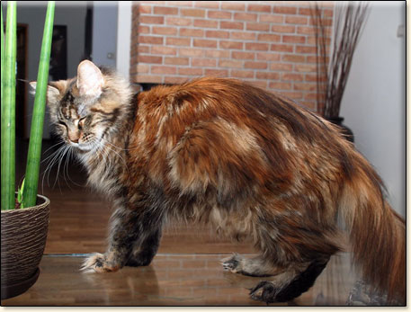 hodowla kotw maine coon Villa Park*PL