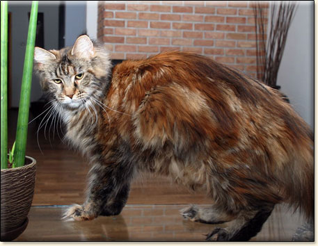 Maine Coon cattery Villa Park*PL