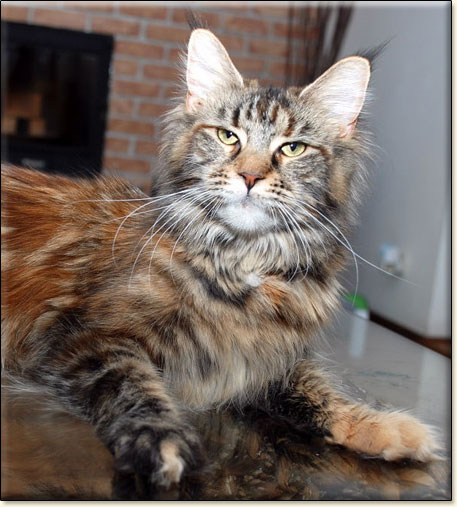 hodowla kotw rasy Maine Coon Villa Park*PL