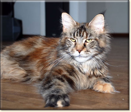 hodowla kotw maine coon Villa Park*PL