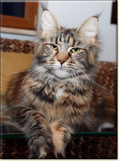 Maine Coon cattery Villa Park*PL