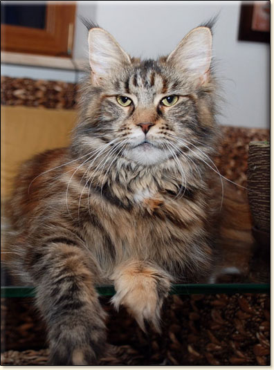 maine coon cattery Villa Park*PL