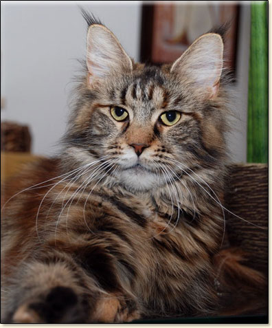 hodowla kotw rasy Maine Coon Villa Park*PL