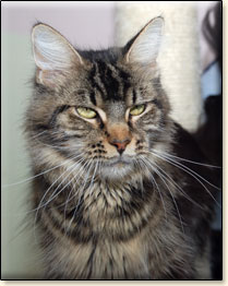 Villa Park*PL maine coon cattery