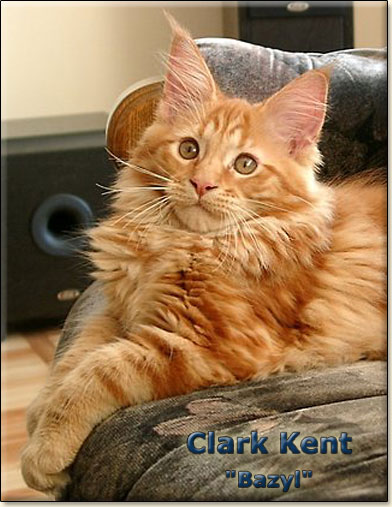 maine coon cats Villa Park*PL